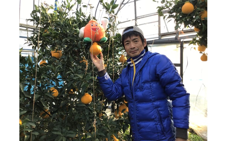 不知火 果実の宝箱デコ柑不知火 約2.5kg 7玉～12玉 【2026年3月上旬