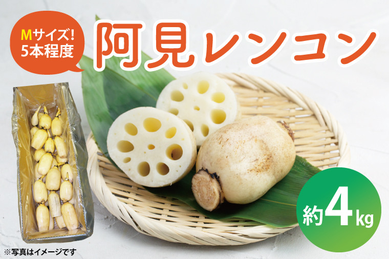 阿見レンコン（Mサイズ 5本程度 約4kg）【れんこん 蓮根 肉厚