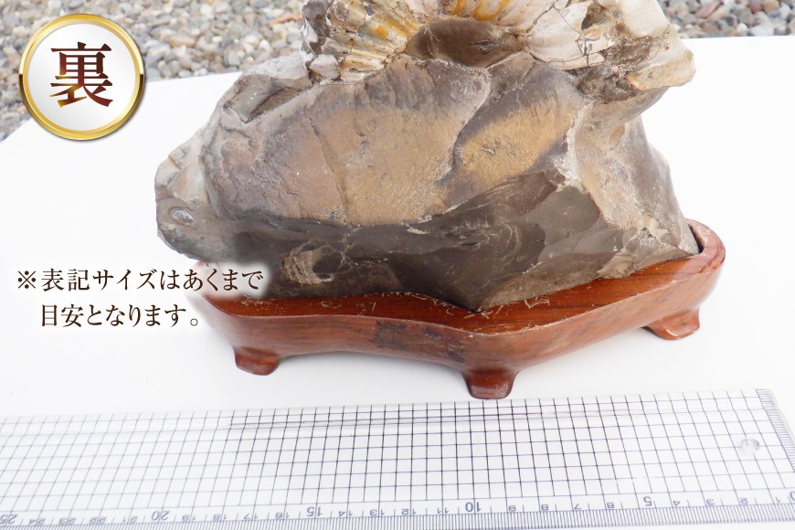 化石 アンモナイト 羽幌産 台付き [加藤樹石苑 北海道 歌志内市