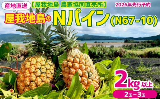 2026年【屋我地島 農家協同直売所】屋我地島のNパイン(N67-10)2kg以上