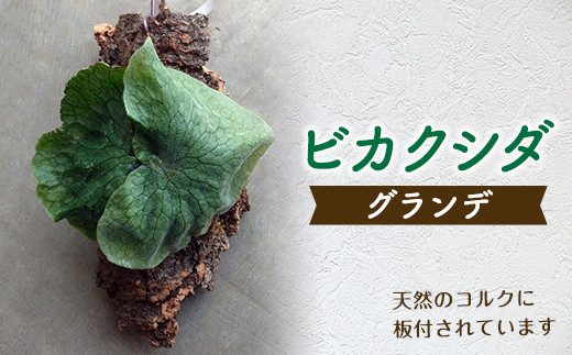 FK7-0190 ビカクシダ コルク板付（グランデ）＜数量限定＞ 観葉植物