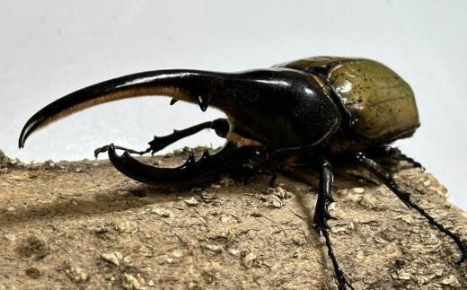 先行予約】ヘラクレスオオカブト ペア（オス120mm～130mm前後