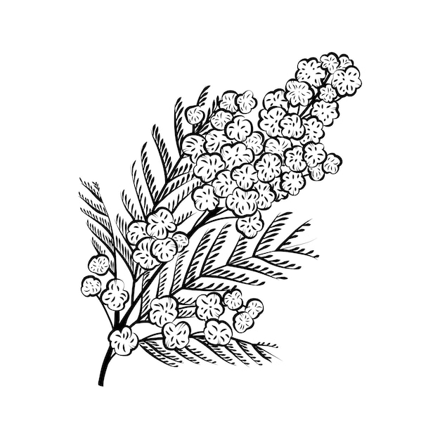 手描きミモザイラスト | Premiumベクトル素材