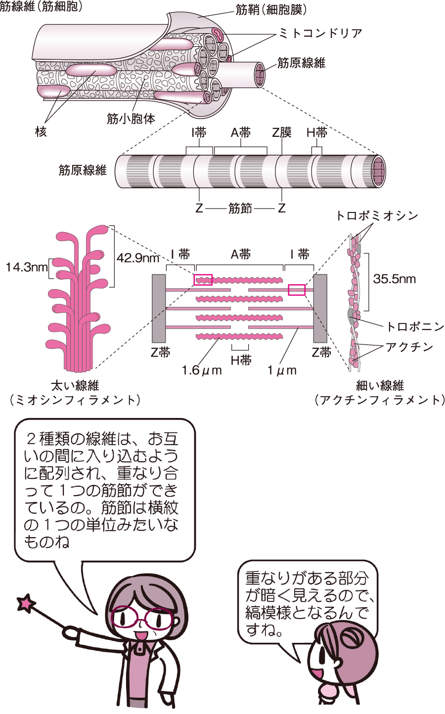 骨格筋の構造｜動く（3） | 看護roo![カンゴルー]
