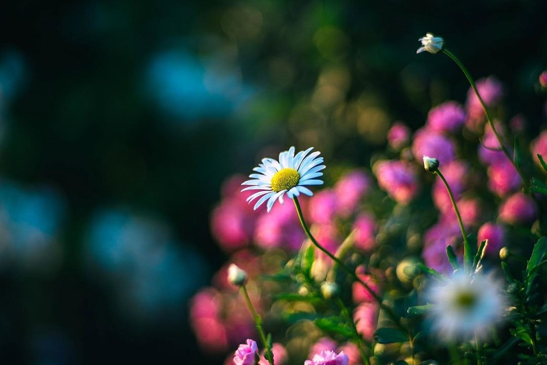 Carl Zeiss Planar T* 50mmF1.4を徹底解説。作例から中古相場まで