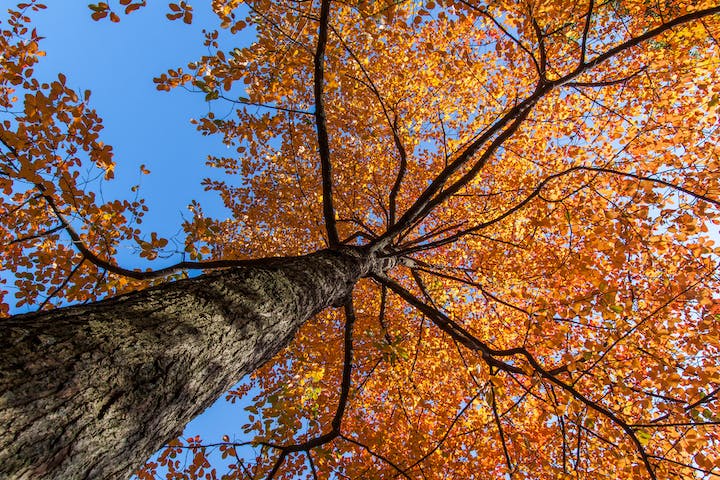 Canon EF-S10-22mm F3.5-4.5 USMを徹底解説。作例からレビューまで