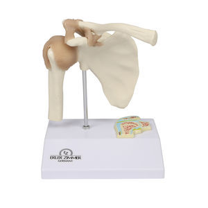 ERLER ZIMMERの超小型解剖模型 - MedicalExpoのすべての製品