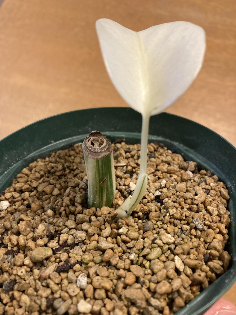 モンステラデリシオーサの斑入りについて質問です。茎伏せ、｜園芸