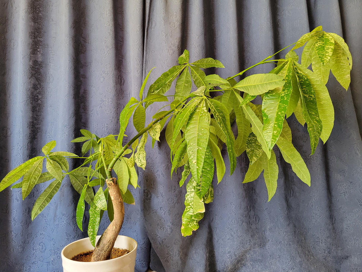 パキラが傾いてきてしまいました。剪定するしかないでしょうか