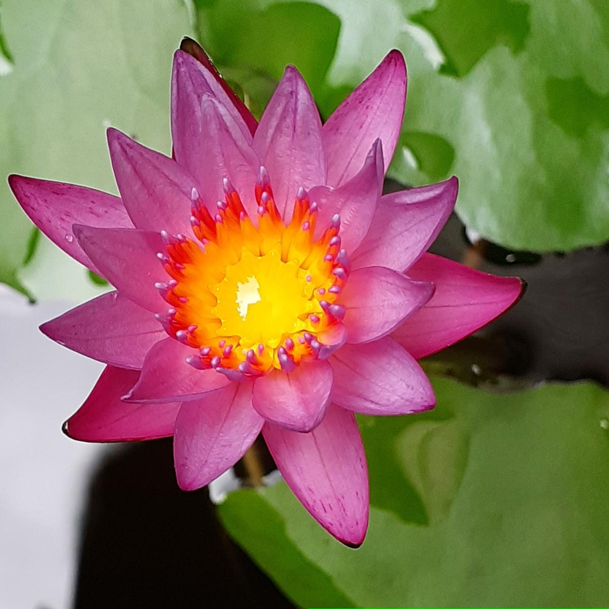 熱帯睡蓮を咲かそう｜そだレポ（栽培レポート）by礼子｜みんなの趣味の園芸