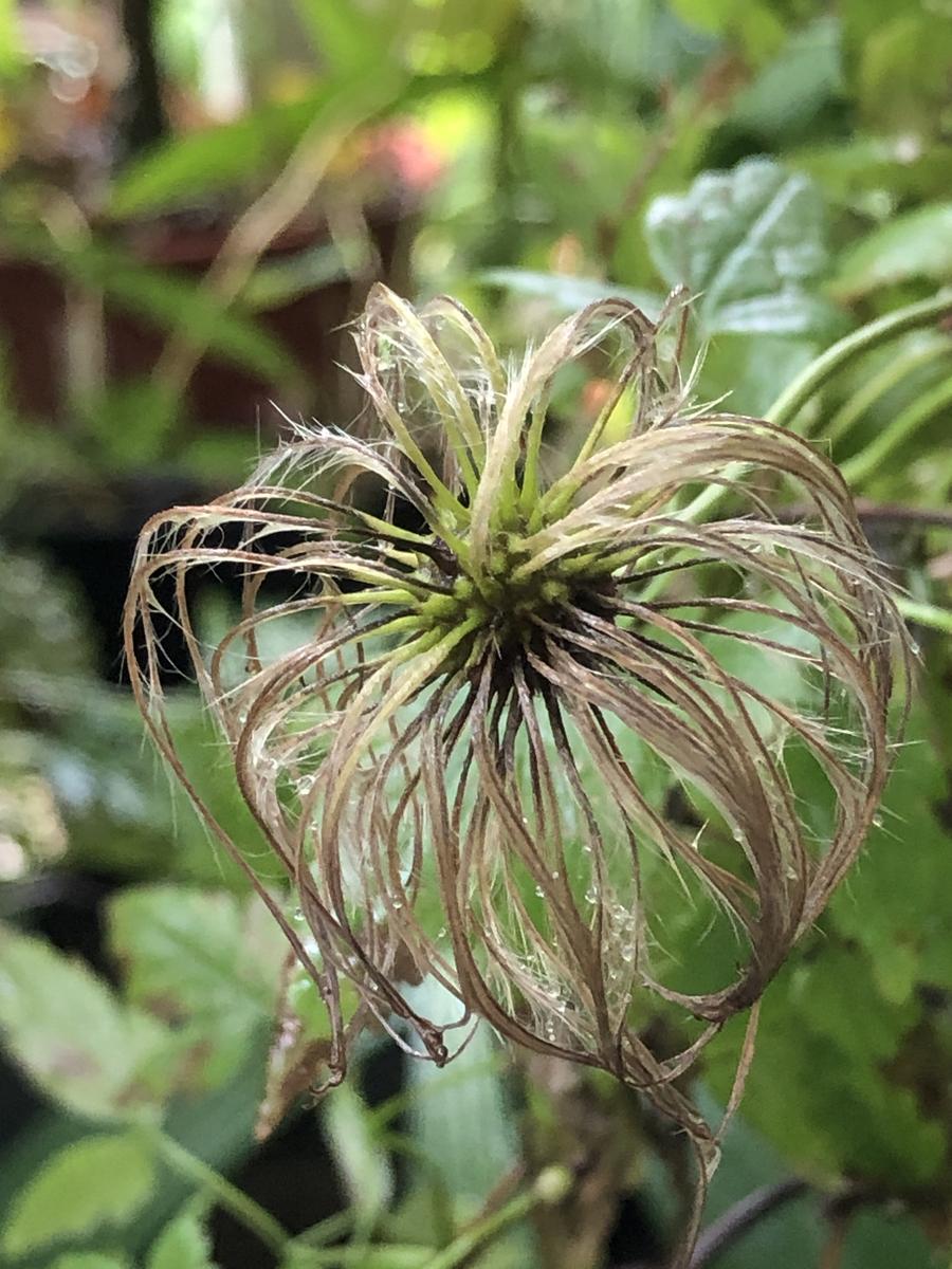 クレマチス マクロペタラ ウェッセルトンを実生から｜そだレポ（栽培