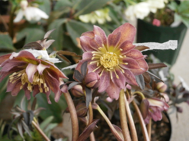 2013年交配PD×トルカータスその1｜そだレポ（栽培レポート）byみゆき