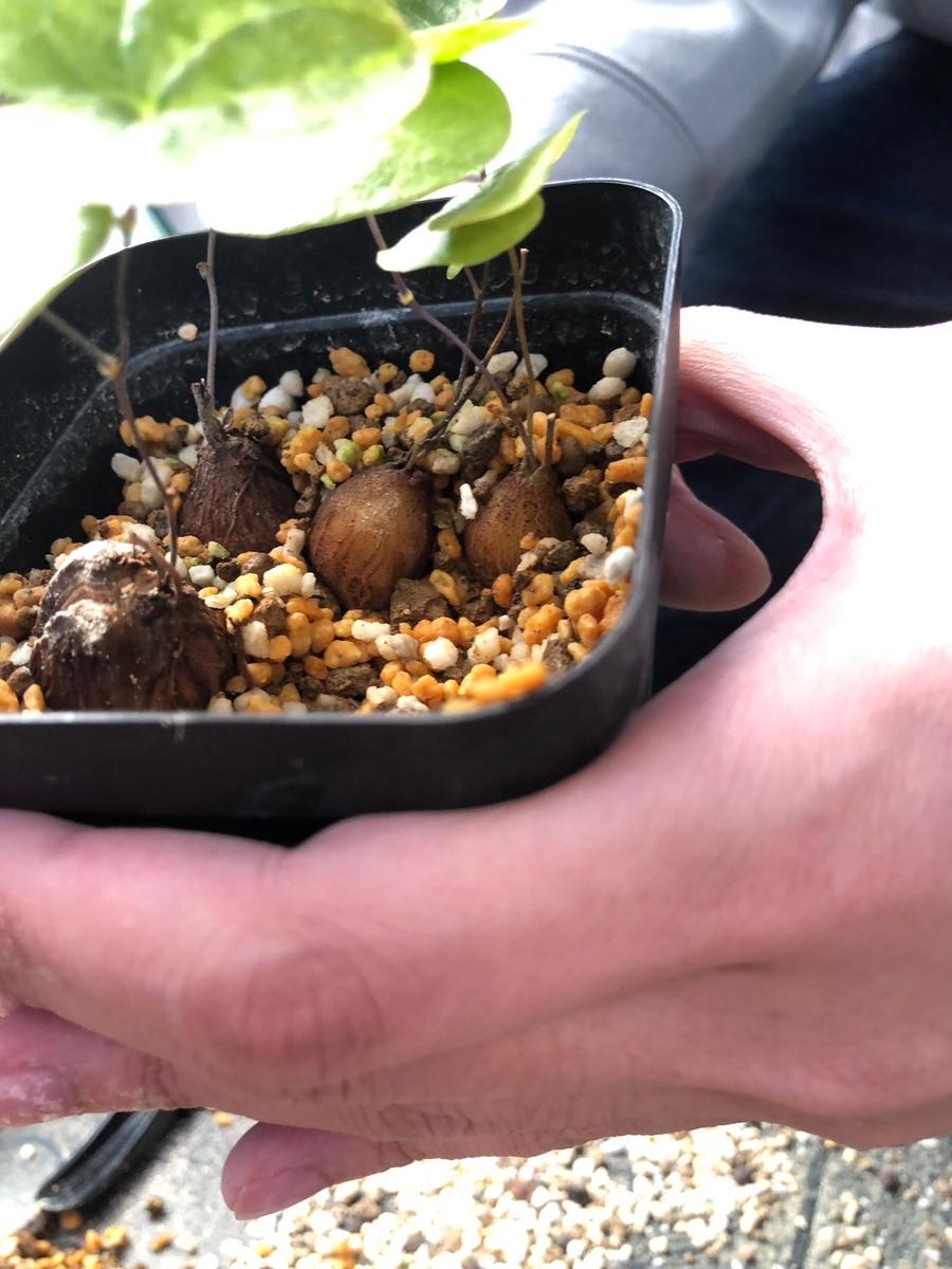 アフリカ亀甲竜の実生｜そだレポ（栽培レポート）byreiii｜みんなの