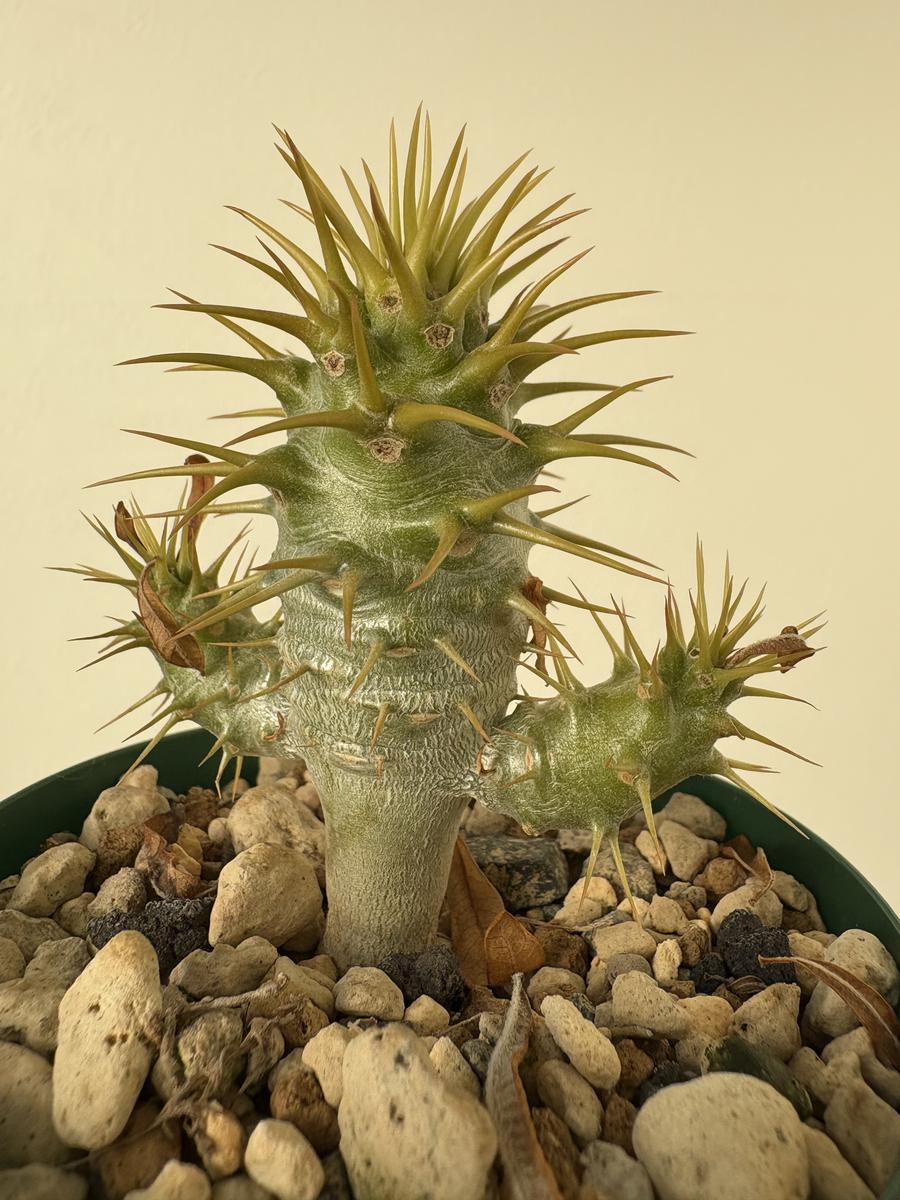 初心者によるアンボンゲンセ実生記録｜そだレポ（栽培レポート）by