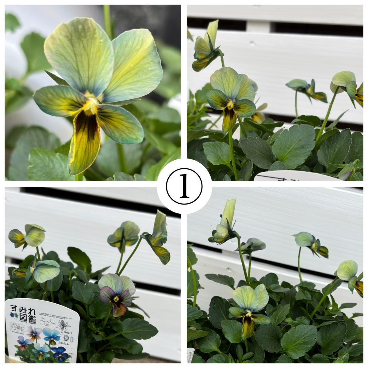 すみれ図鑑｜そだレポ（栽培レポート）bymee_chan｜みんなの趣味の園芸