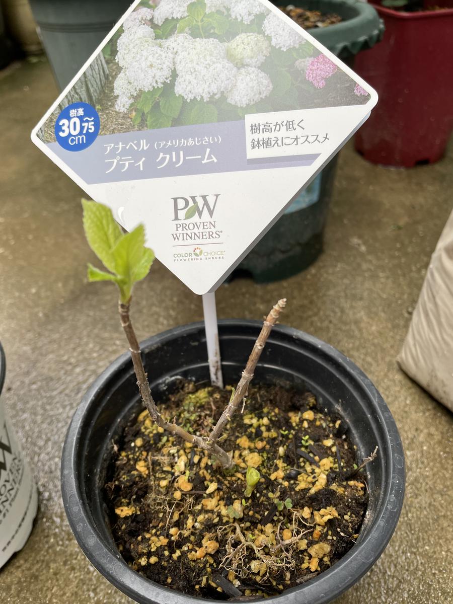 PWさん新品種の紫陽花モニター｜そだレポ（栽培レポート）byこは