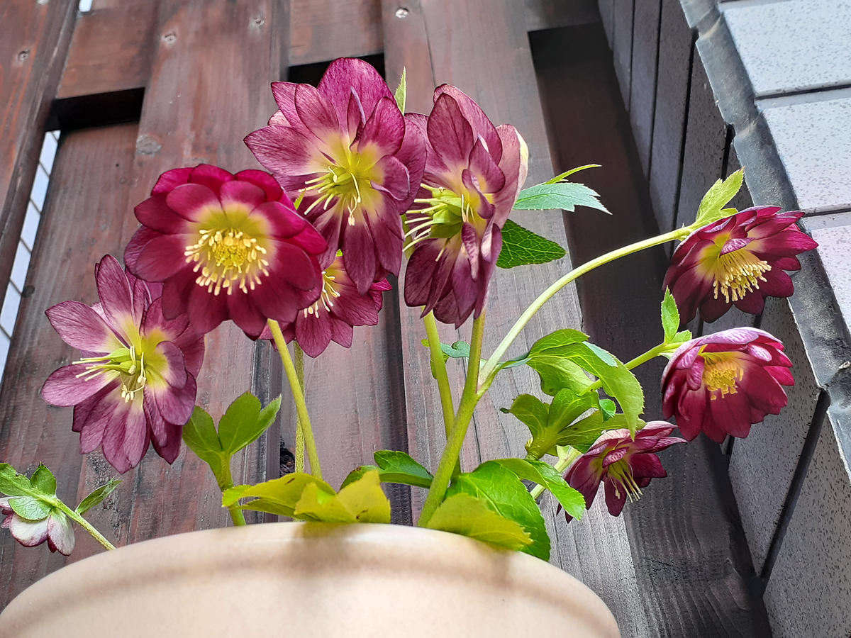 クリスマスローズ紅白の宝 プリマヴェ「クリスマスローズ❇️」の