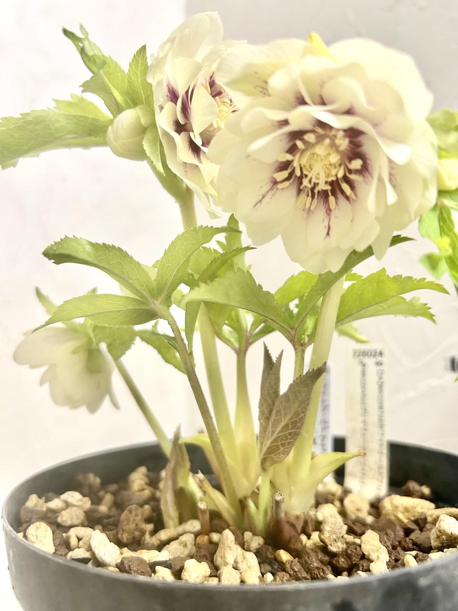 加藤農園さんのホワイトゴールドのフラ「クリスマスローズ2026」の