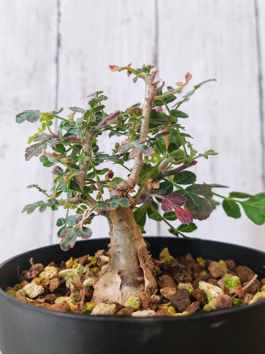 わさわさしてきた、実生の象の木（パキコルムス・ディスカラー）さん