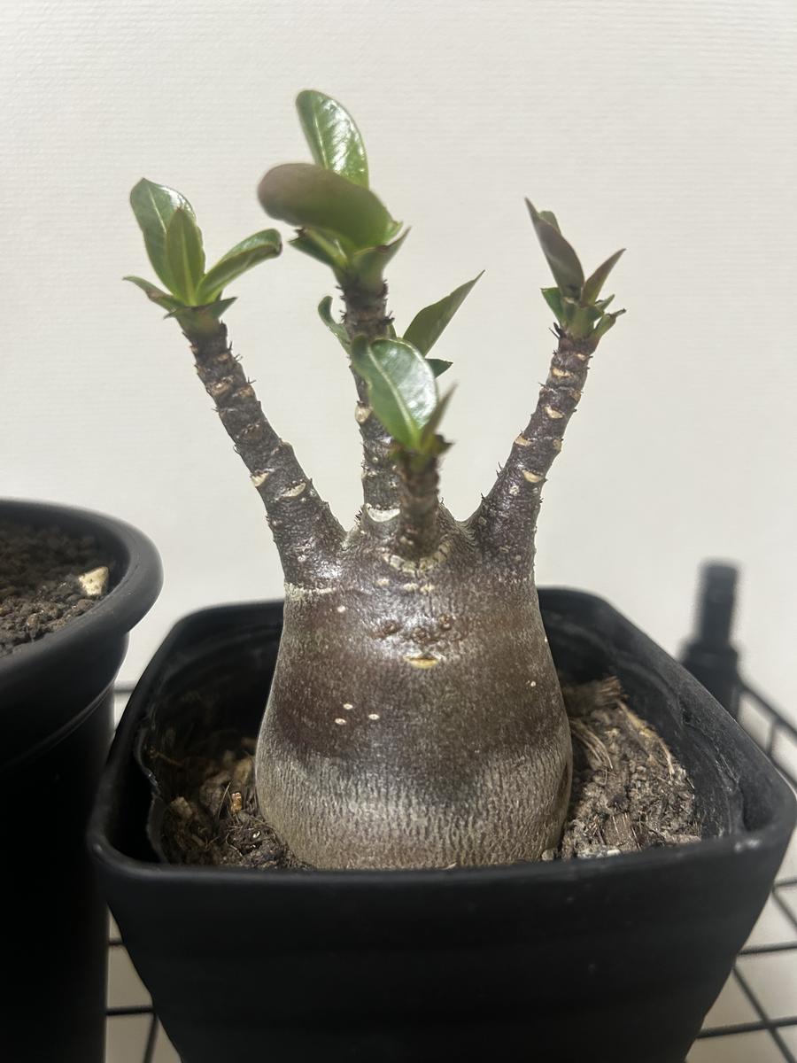 アデニウムアラビカムスーパードワーフブラックスキン｜園芸日記by44