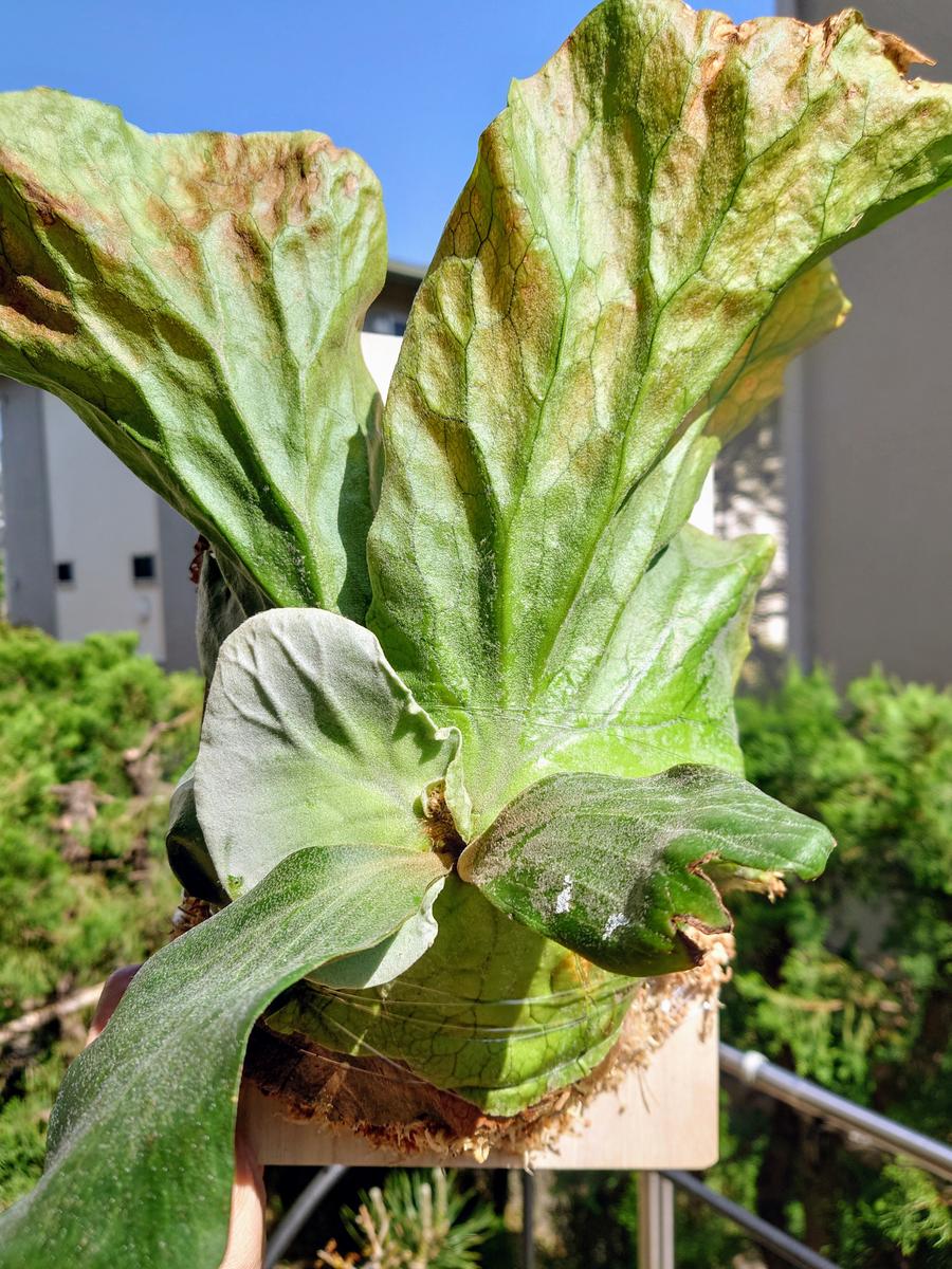 ビカクシダアンゴレンセの日記一覧|Plantskafkaさんの園芸日記