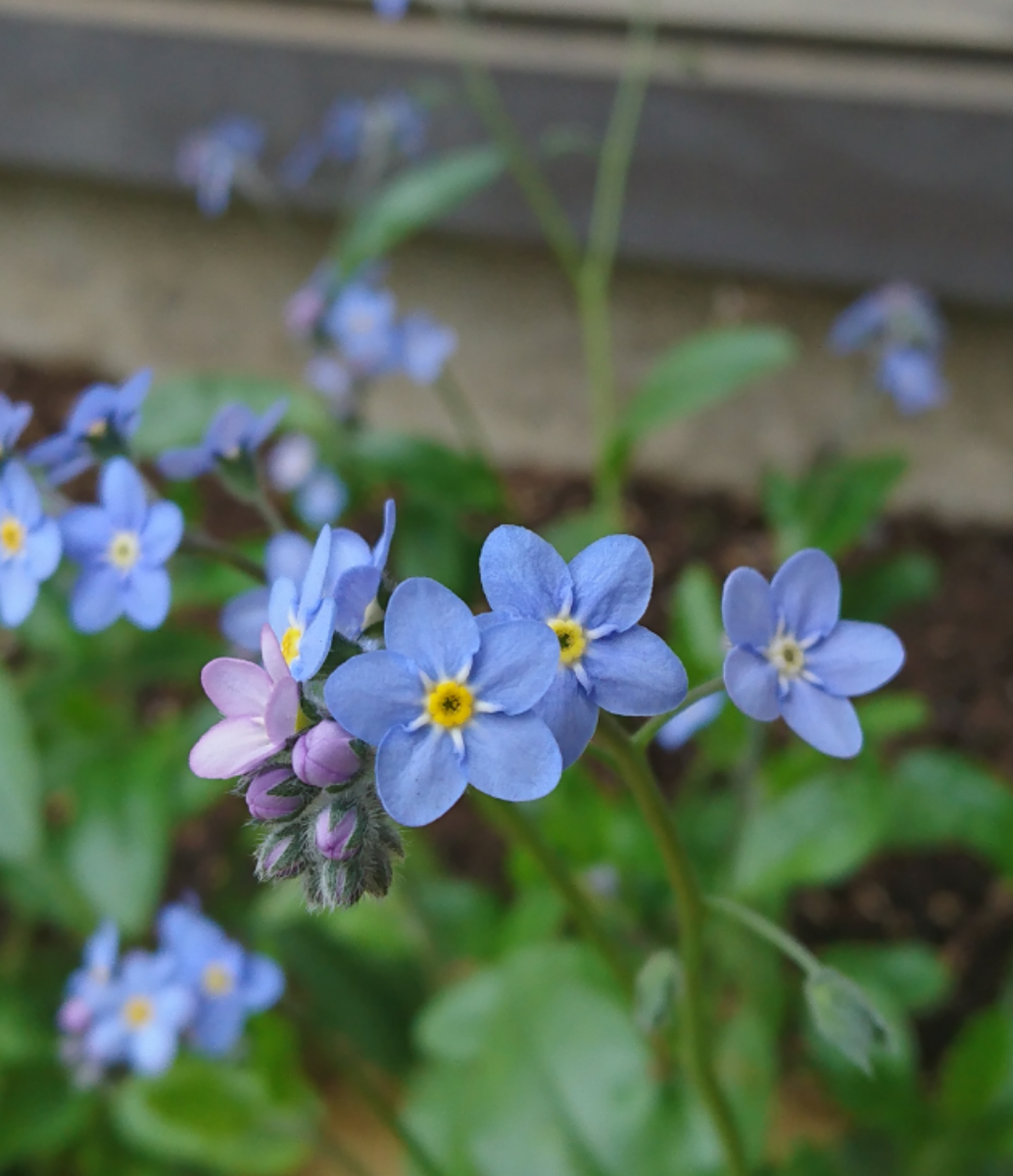 希少 忘れな草 B2ポスターニ枚 立看 希少 忘れな草 B2ポスターニ枚 立