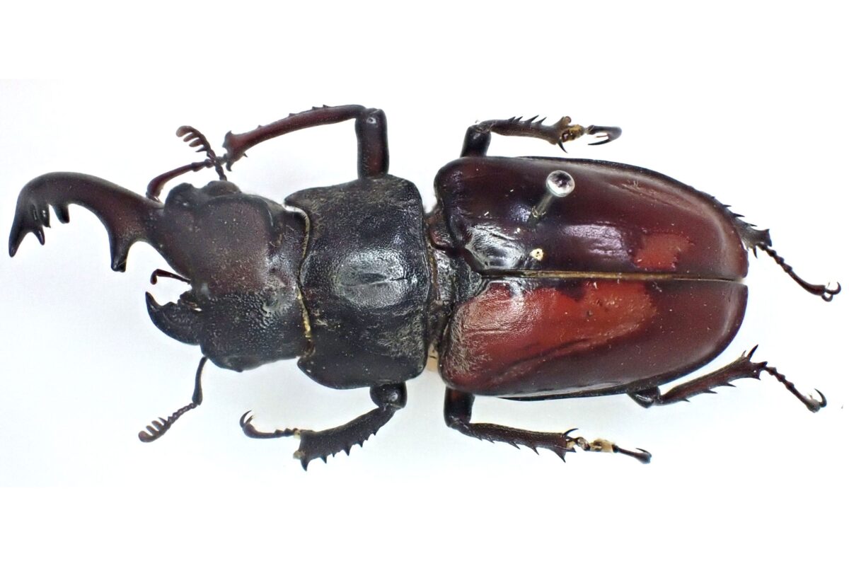 レアすぎる謎のクワガタ「雌雄モザイク」見つかって話題に 昆虫のプロ