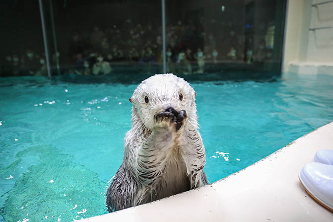 鳥羽水族館でラッコが見たい！飼育員さんとの掛け合いを見るコツ＜三重