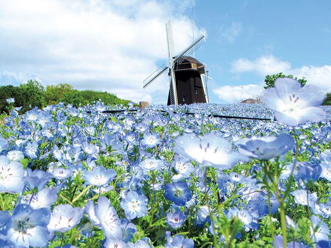 2020】全国のネモフィラ名所おすすめ25選！見頃・開花時期・イベント