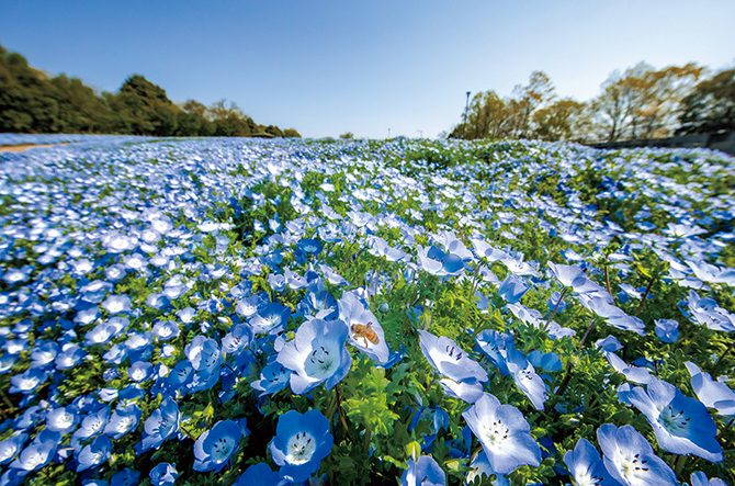 西日本】ネモフィラ名所おすすめ16選！美しすぎる青い花絶景に感動
