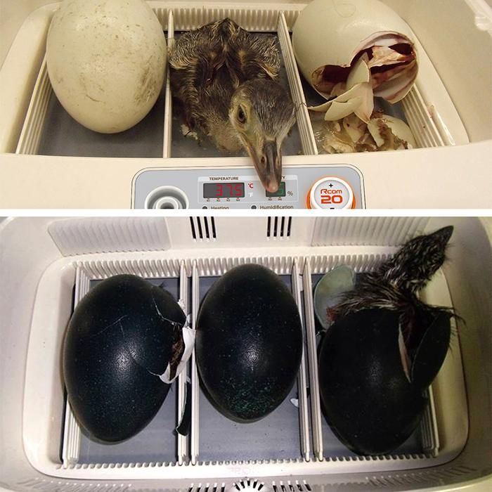 ビッグママ20 孵卵器 温湿度計付 | 正規輸入代理店 ベルバード