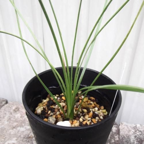 ダシリリオン・ロンギシマム 3.5号 - 植物と暮らす m-plant