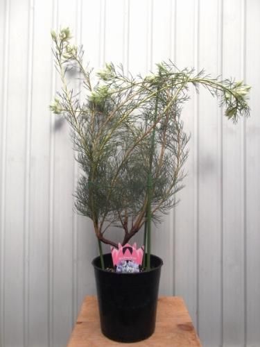 ジョーイセルリア・ブラッシングブライト 7号 - 植物と暮らす m-plant