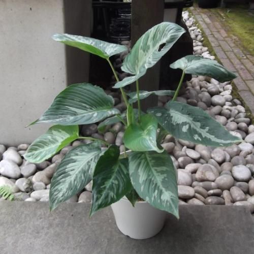 スキスマトグロッティス・スコルテクニー 5号 - 植物と暮らす m-plant