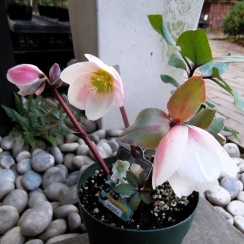 クリスマスローズ・フロスティー 5号 - 植物と暮らす m-plant