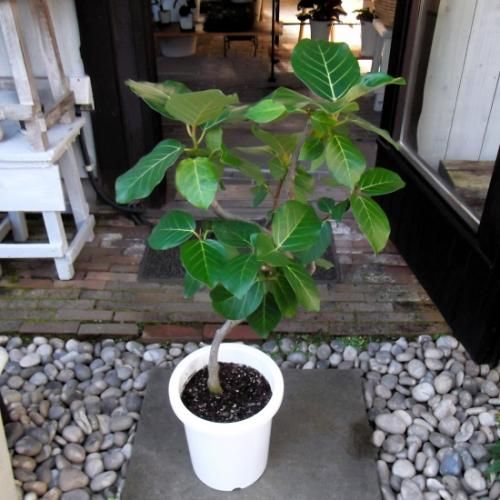 フィカス・グランディス 8号 - 植物と暮らす m-plant