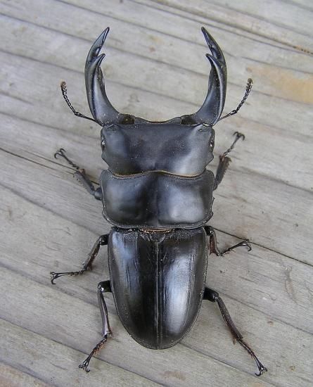 BREED 1500ml 菌糸ビン（2次発菌・手詰め） 10本セット 好評販売感謝