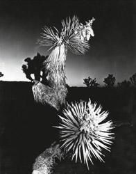 Chris Shaw: Horizon Icons - BOOK OF DAYS ONLINE SHOP