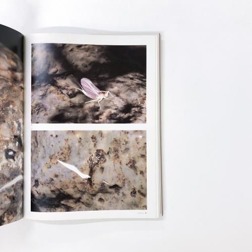 水生昆虫アルバム 島崎憲司郎 A Fly Fisher`s View - ノースブック