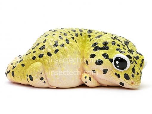 廃番国内在庫限り】【動物の惑星】ヒョウモントカゲモドキ（ノーマル