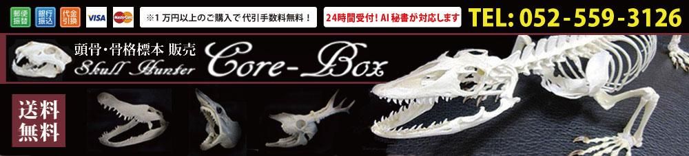 即納☆ オオミミハリネズミの頭骨 - 頭骨・骨格標本・剥製販売 【Core