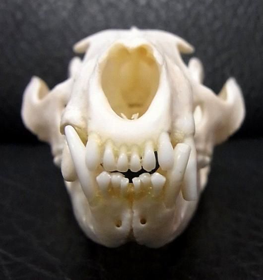 即納 ☆ パームシベット（Asian palm civet）♂ 頭骨（老成個体 大）A