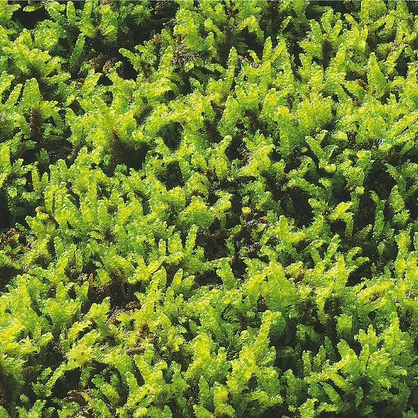 ハイゴケ - 苔の通販・販売専門店 ハッピーモス