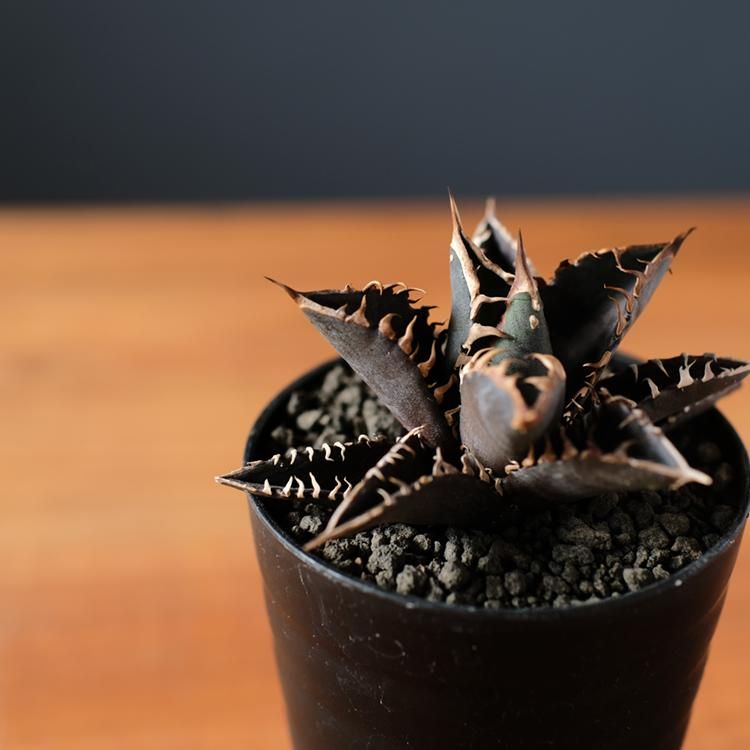 アガベ チタノタ レッドキャットウィーズル 3.5号 - 観葉植物・生花