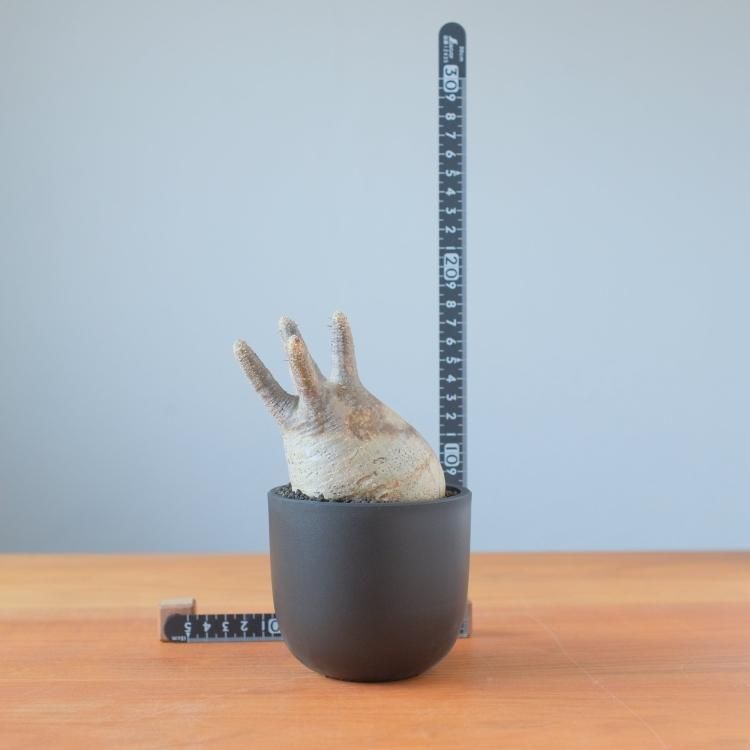 パキポディウム グラキリス 現地球 1 - 観葉植物・生花・ドライ