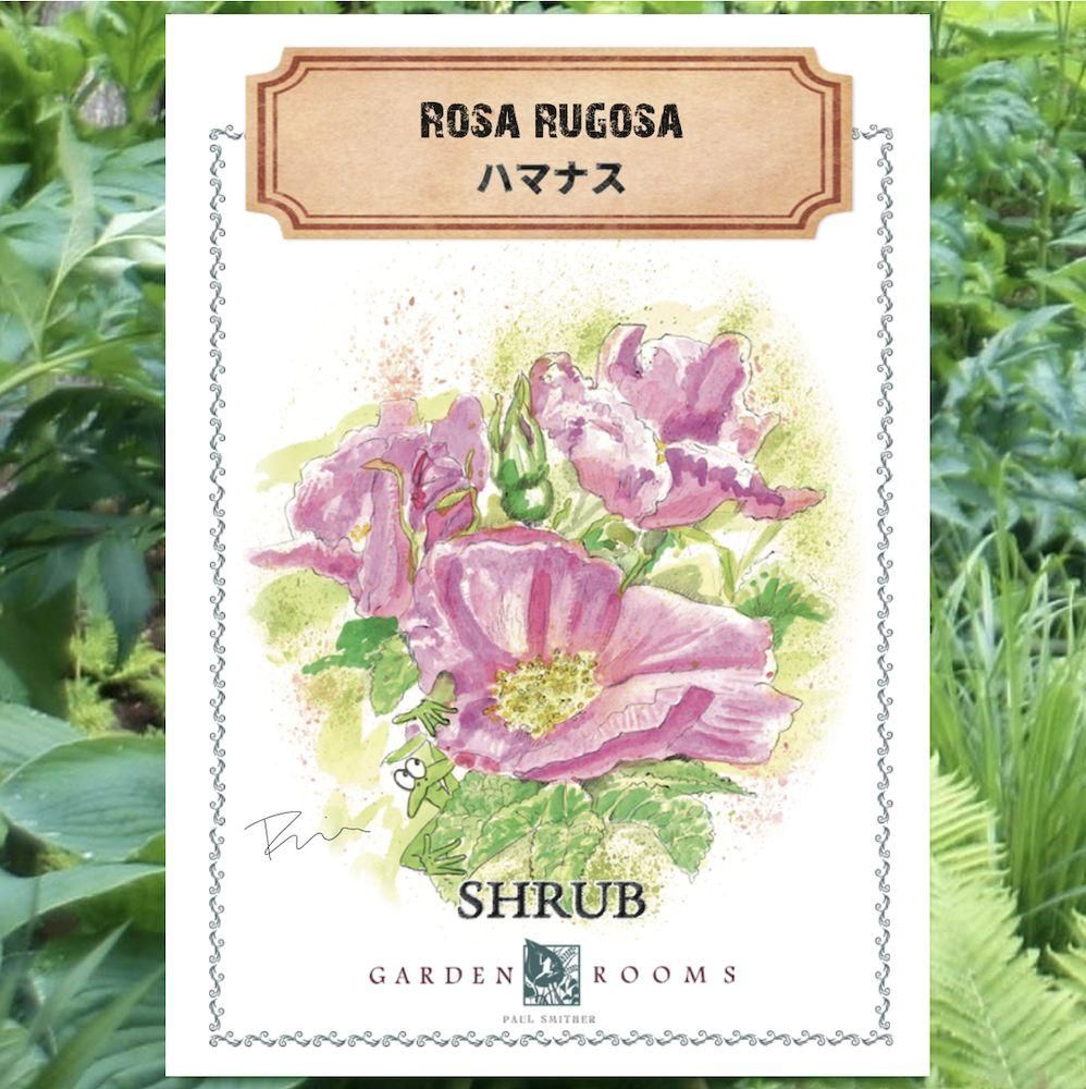 種】ハマナス - GARDEN ROOMS - ポール・スミザー｜自然の韻（うた）が