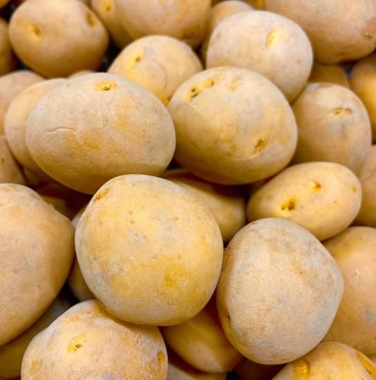 在庫僅か！ジャガイモの種芋【ながさき黄金】（種ばれいしょ検査合格品