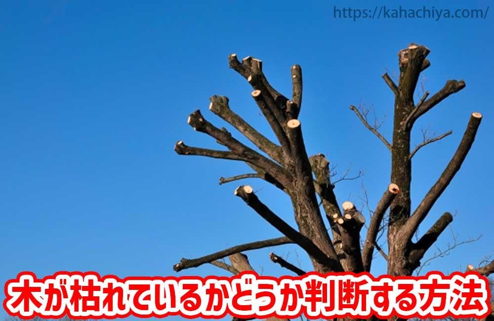 庭木が枯れたかどうか判断する方法！どうやって確認すればいいの？