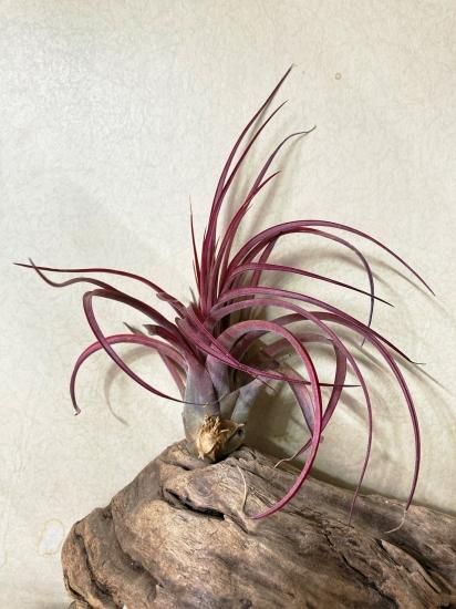 現品】チランジア・ラブノット T. Love Knot (T. capitata X T