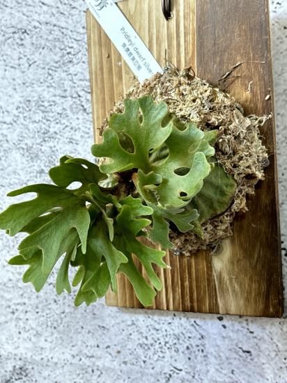 現品】ビカクシダ・リドレイ・ドワーフシルバー P.ridleyi Dwarf